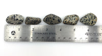 Dalmatian Stone (1) Tumbled Stone