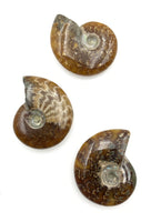 Ammonite (1) Tumbled Stone