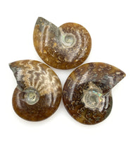 Ammonite (1) Tumbled Stone