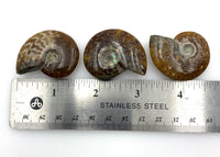Ammonite (1) Tumbled Stone