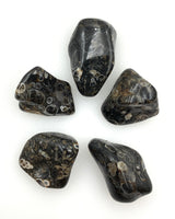 Turritella Agate (1) Tumbled Stone