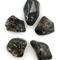 Turritella Agate (1) Tumbled Stone