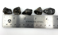 Turritella Agate (1) Tumbled Stone