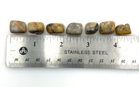 Crazy Lace Agate (1) Tumbled Stone
