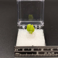 Pyromorphite #1 Thumbnail Specimen (Gongcheng Co, China)