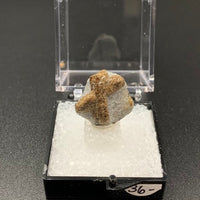 Staurolite #2 Thumbnail Specimen (Kola Peninsula, Russia)