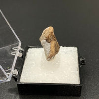 Staurolite #2 Thumbnail Specimen (Kola Peninsula, Russia)