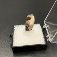 Staurolite #3 Thumbnail Specimen (Kola Peninsula, Russia)