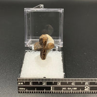 Staurolite #3 Thumbnail Specimen (Kola Peninsula, Russia)