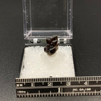 Fluor-buergerite #1 Rare Thumbnail Specimen (Mexquitic de Carmona, Mexico)