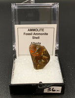 Ammolite #4 Fossil Thumbnail Specimen (Alberta, Canada)