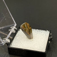 Ammolite #4 Fossil Thumbnail Specimen (Alberta, Canada)