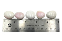 Pink Conch Shell Bead (1) Tumbled Polished Shell