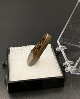 Ammolite #6 Fossil Thumbnail Specimen (Alberta, Canada)