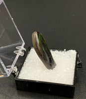 Ammolite #2 Fossil Thumbnail Specimen (Alberta, Canada)