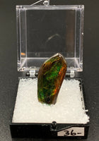 Ammolite #2 Fossil Thumbnail Specimen (Alberta, Canada)