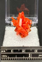 Crocoite #8 (Adelaide Mine, Tasmania)