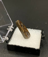 Ammolite #6 Fossil Thumbnail Specimen (Alberta, Canada)