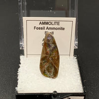 Ammolite #6 Fossil Thumbnail Specimen (Alberta, Canada)