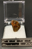 Ammolite #4 Fossil Thumbnail Specimen (Alberta, Canada)
