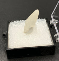 Calcite Dogtooth #1 (India)