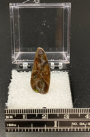 Ammolite #6 Fossil Thumbnail Specimen (Alberta, Canada)