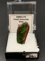 Ammolite #2 Fossil Thumbnail Specimen (Alberta, Canada)