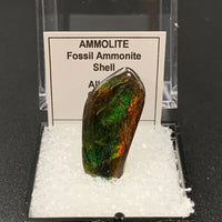 Ammolite #2 Fossil Thumbnail Specimen (Alberta, Canada)