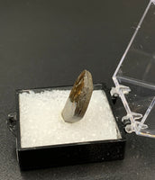 Ammolite #4 Fossil Thumbnail Specimen (Alberta, Canada)