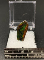 Ammolite #2 Fossil Thumbnail Specimen (Alberta, Canada)
