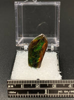 Ammolite #2 Fossil Thumbnail Specimen (Alberta, Canada)