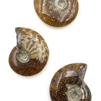 Ammonite (1) Tumbled Stone