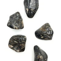 Turritella Agate (1) Tumbled Stone