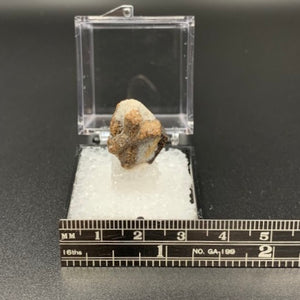 Staurolite #1 Thumbnail Specimen (Kola Peninsula, Russia)