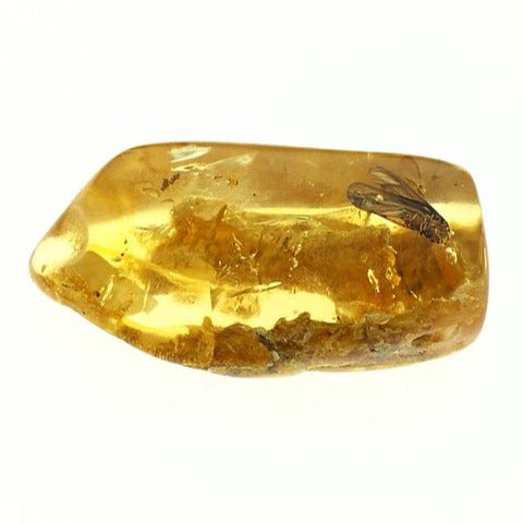 Colombian Amber with Insect Inclusions Natural Polished Fossil Mineral Specimen
