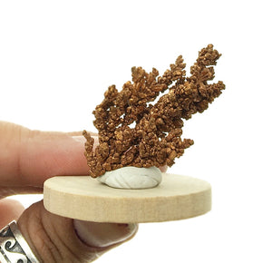 Native Copper Dendritic Cluster Mounted Miniature Mineral Specimen (Chino Mine, New Mexico, USA)