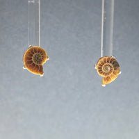Ammonite Mini Natural Fossil Slice Sterling Silver Stud Earrings

