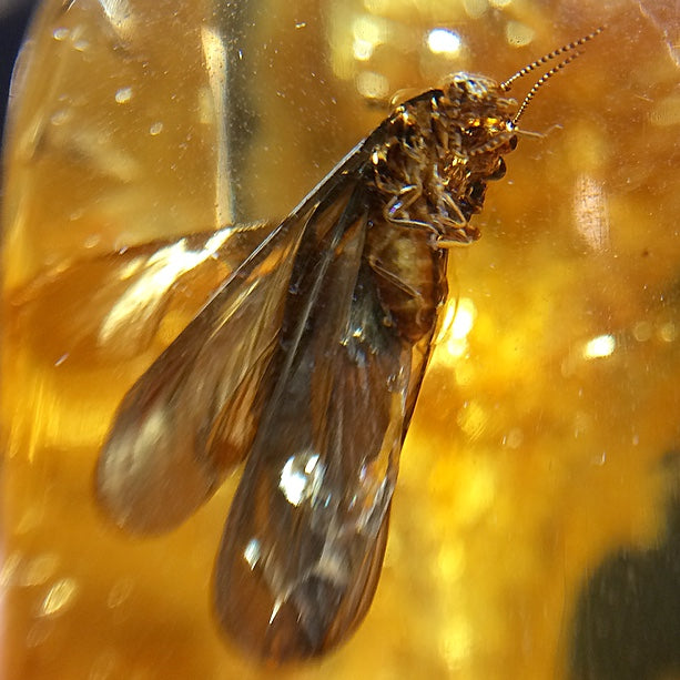 Colombian Amber with Insect Inclusions Natural Polished Fossil