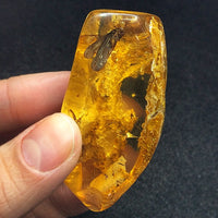 Colombian Amber with Insect Inclusions Natural Polished Fossil Mineral Specimen
