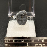 Trilobite #3 Fossil Thumbnail Specimen (Delta, Utah)