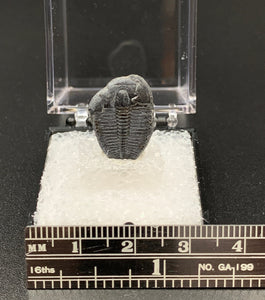 Trilobite #3 Fossil Thumbnail Specimen (Delta, Utah)