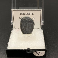 Trilobite #4 Fossil Thumbnail Specimen (Delta, Utah)