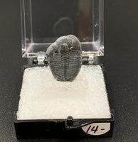 Trilobite #3 Fossil Thumbnail Specimen (Delta, Utah)
