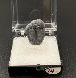 Trilobite #3 Fossil Thumbnail Specimen (Delta, Utah)