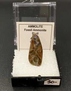 Ammolite #6 Fossil Thumbnail Specimen (Alberta, Canada)