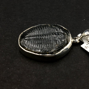 Trilobite Natural Fossil Slice Sterling Silver Pendant