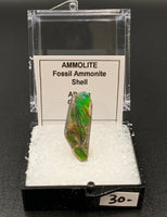 Ammolite #3 Fossil Thumbnail Specimen (Alberta, Canada)
