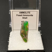 Ammolite #3 Fossil Thumbnail Specimen (Alberta, Canada)