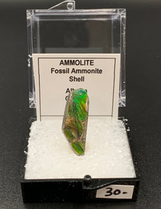 Ammolite #3 Fossil Thumbnail Specimen (Alberta, Canada)