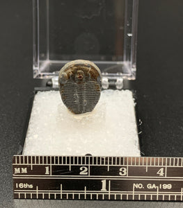 Trilobite #2 Fossil Thumbnail Specimen (Delta, Utah)